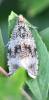 Celypha lacunana